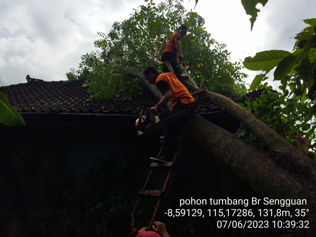 Pohon Tumbang di Banjar Sengguan, Kelurahan Abianbase, Kecamatan Mengwi Tanggal 07 Juni 2023